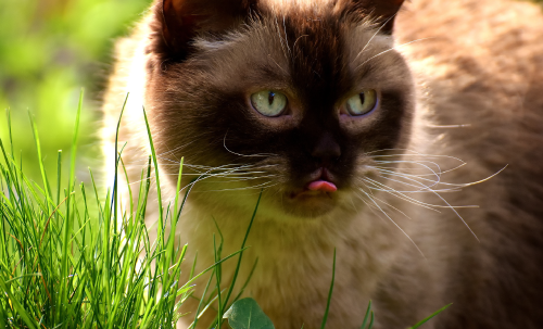 <b>Müssen Katzen Gras fressen?</b>